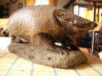 Bernando the Armadillo